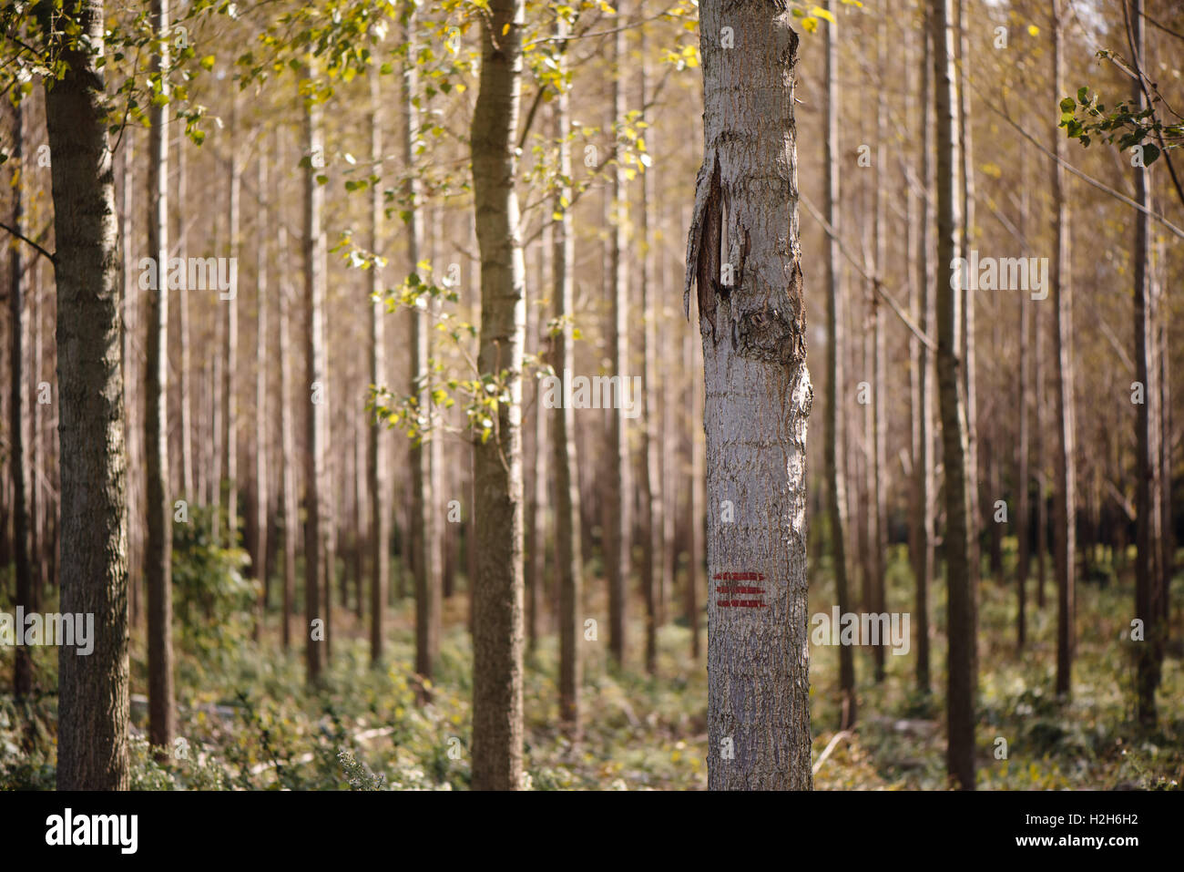 Silvicoltura Vernice per marcatura sui tronchi nei boschi, il legname viene etichettato per essere tagliato di Foto Stock