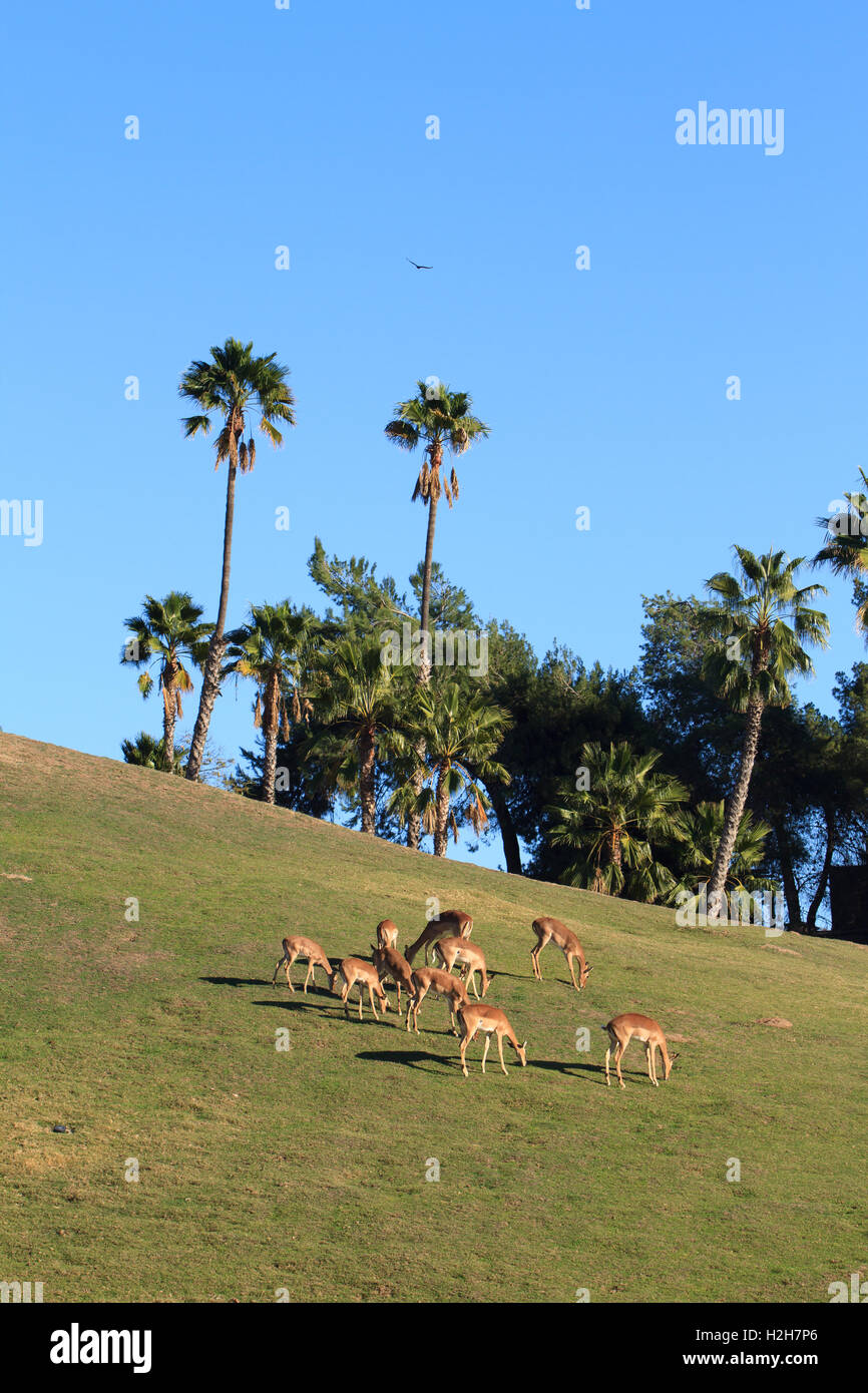 Foto di gruppo dei cervi sotto il cielo blu Foto Stock