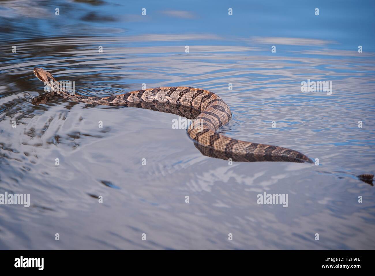 Un Canneto timber rattlesnake nuotate lungo una zona allagata vicino al fiume nero Ottobre 11, 2015 in Andrews, Carolina del Sud. Foto Stock