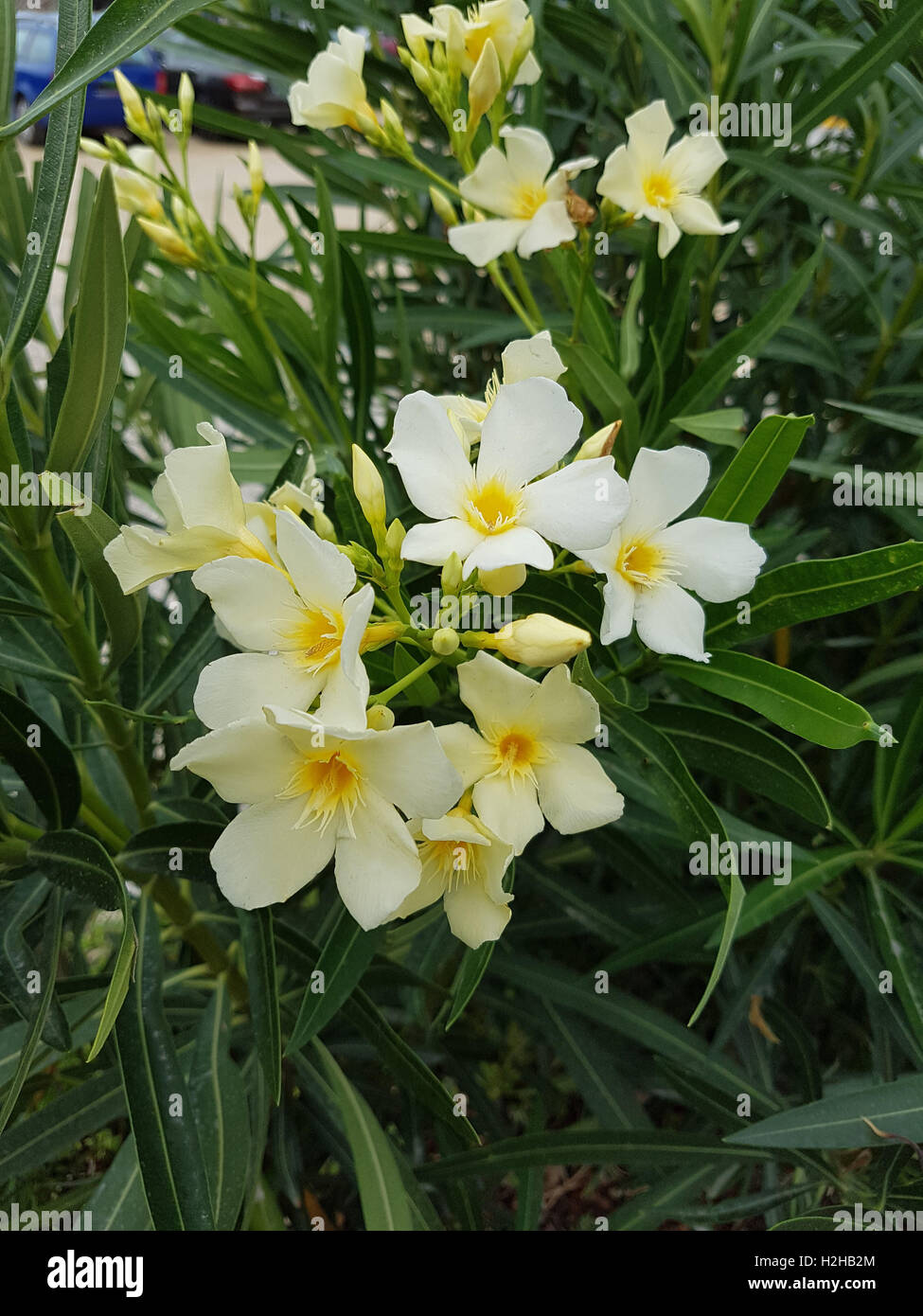 Oleandro; Nerium; gelbe, Giftpflanze Foto Stock