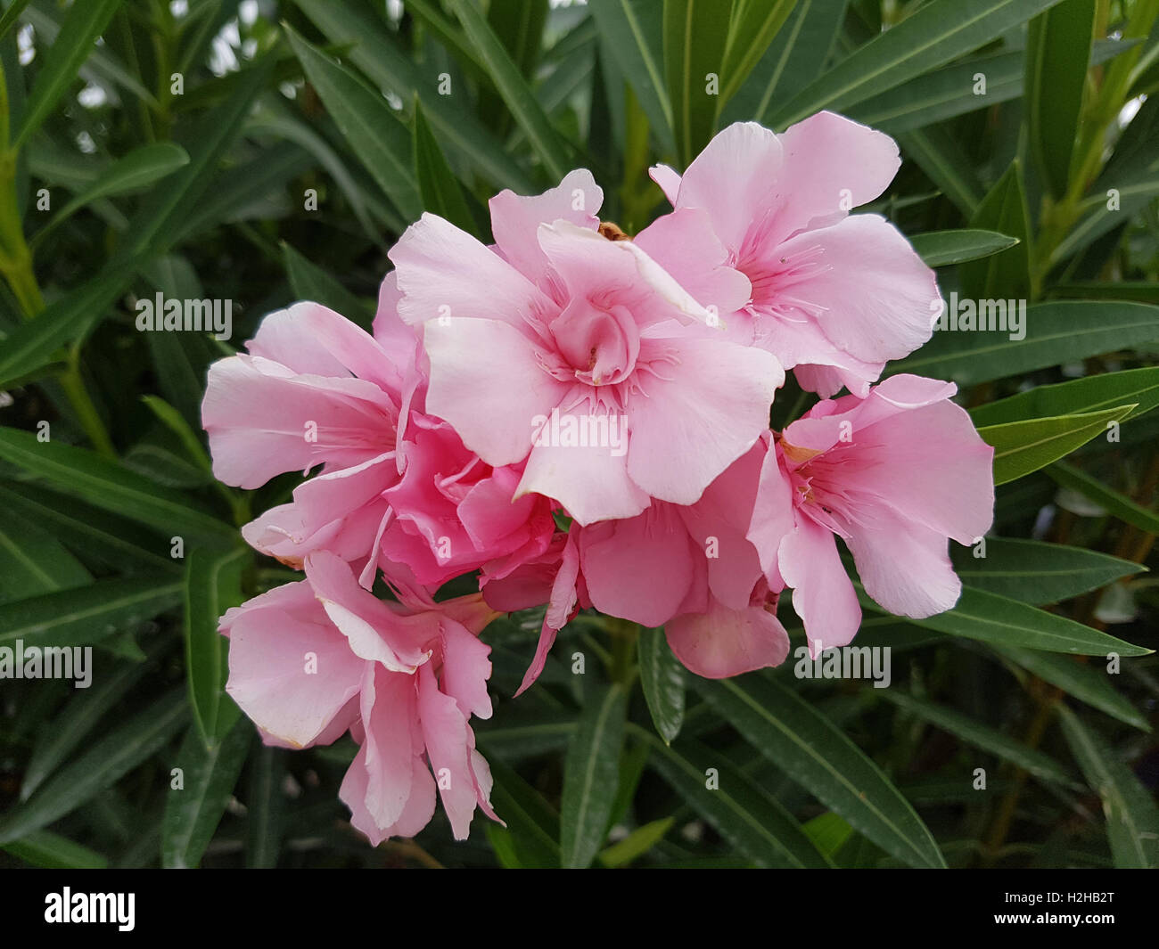 Oleandro; Nerium; rosa Foto Stock