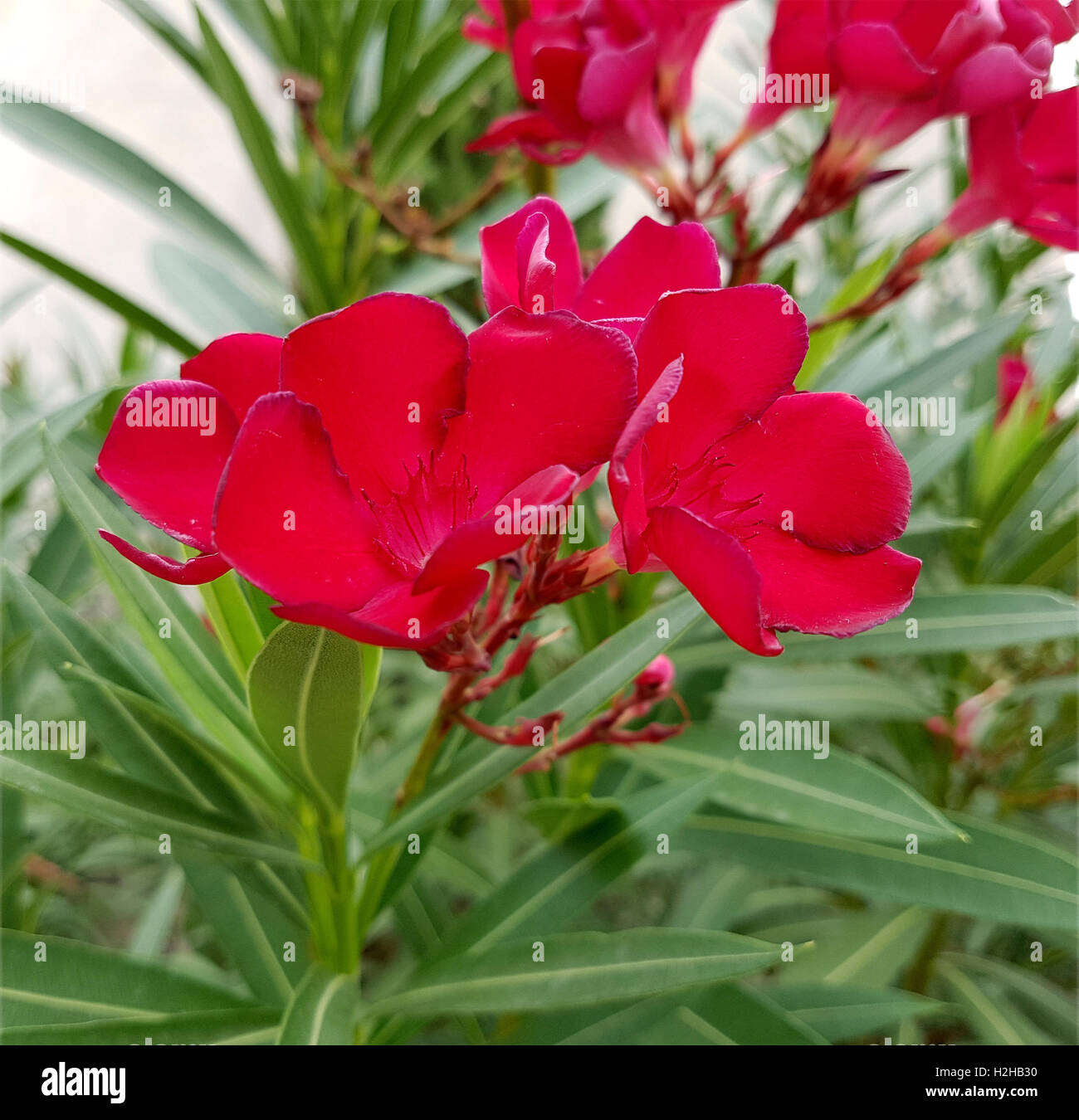 Oleandro; Nerium; rote Foto Stock