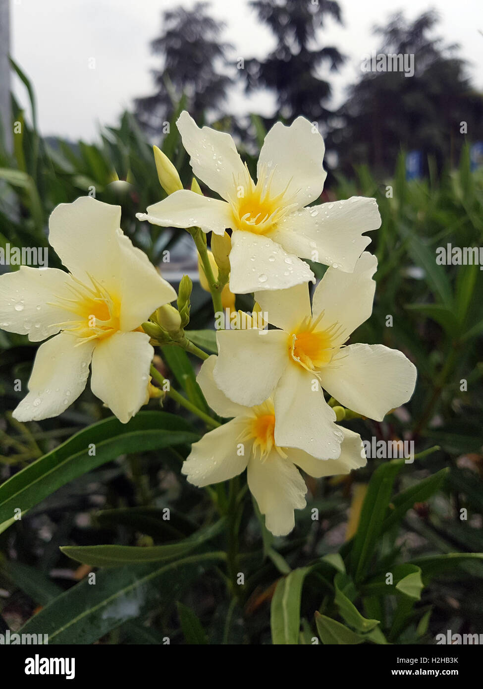 Oleandro; Nerium; gelbe, Giftpflanze Foto Stock