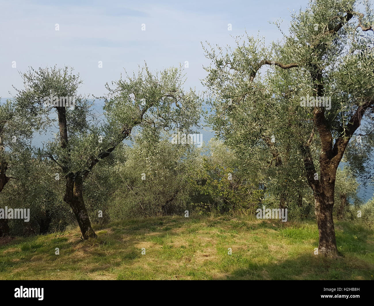 Oliven; Olivenbaum; Olea europaea Foto Stock