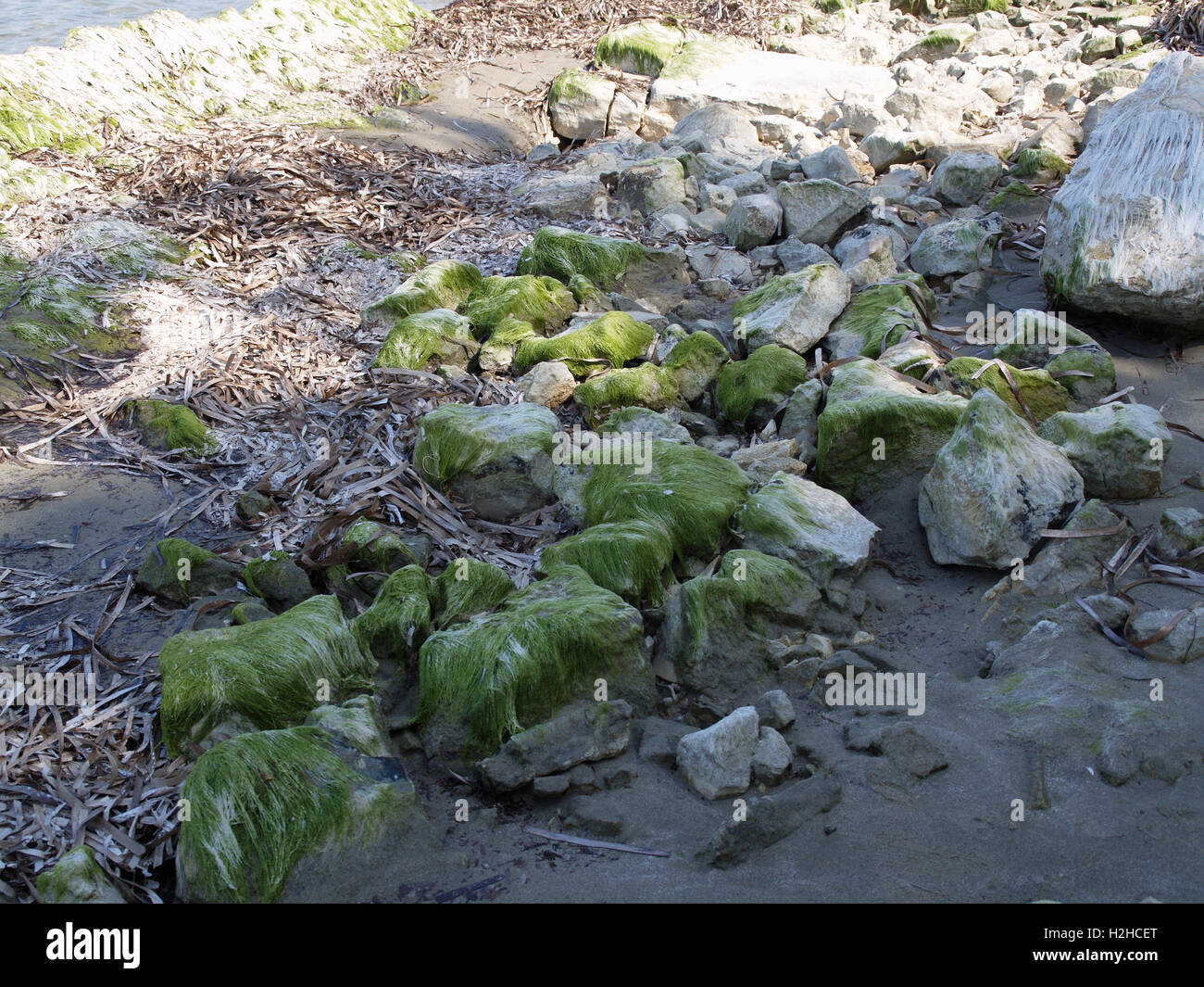 Le alghe rocce coperte sul litorale Foto Stock