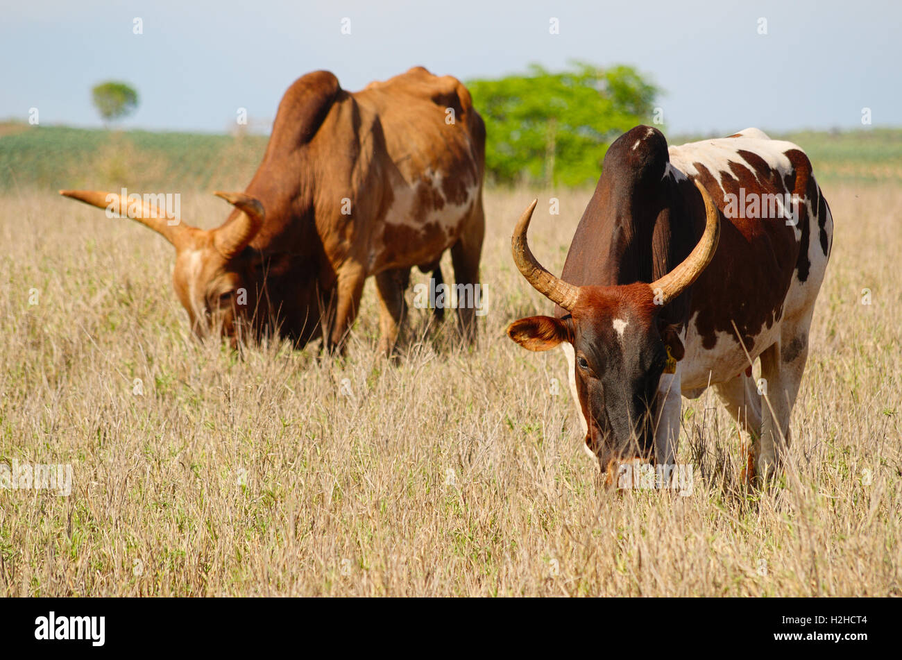 Due zebu, humped bovini con lunghe corna, pascolo di erbe secche Foto Stock