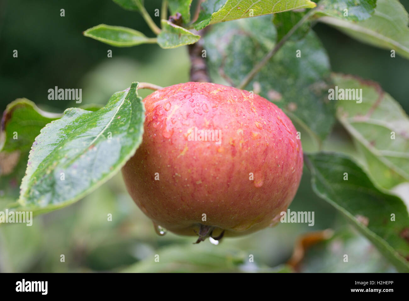 Quasi mature Apple rosso,appeso da albero durante il mese di settembre,Jersey,Isole del Canale. Foto Stock