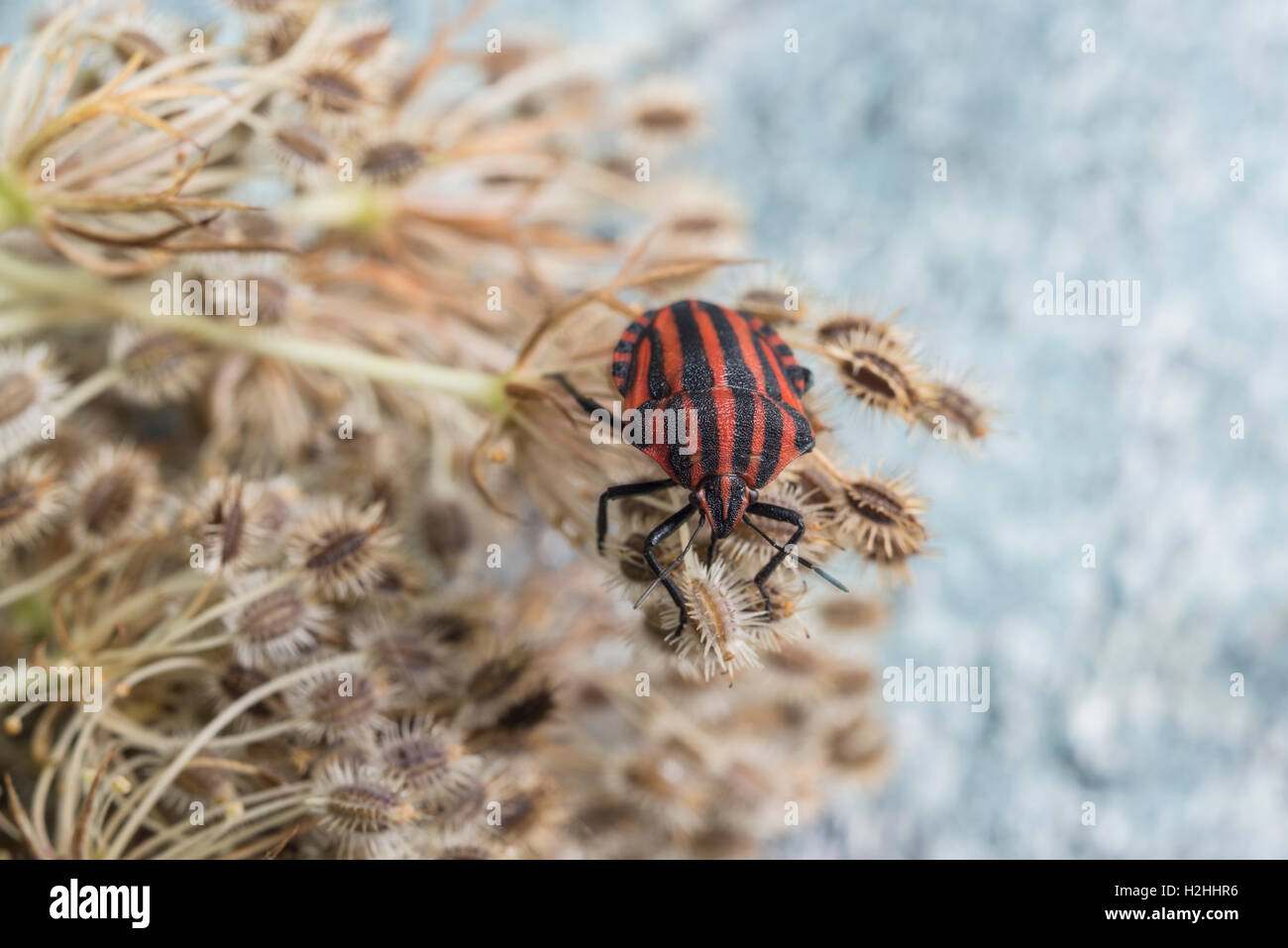 Red striped Graphosoma lineatum/Graphosoma semipunctatum su impianto Foto Stock