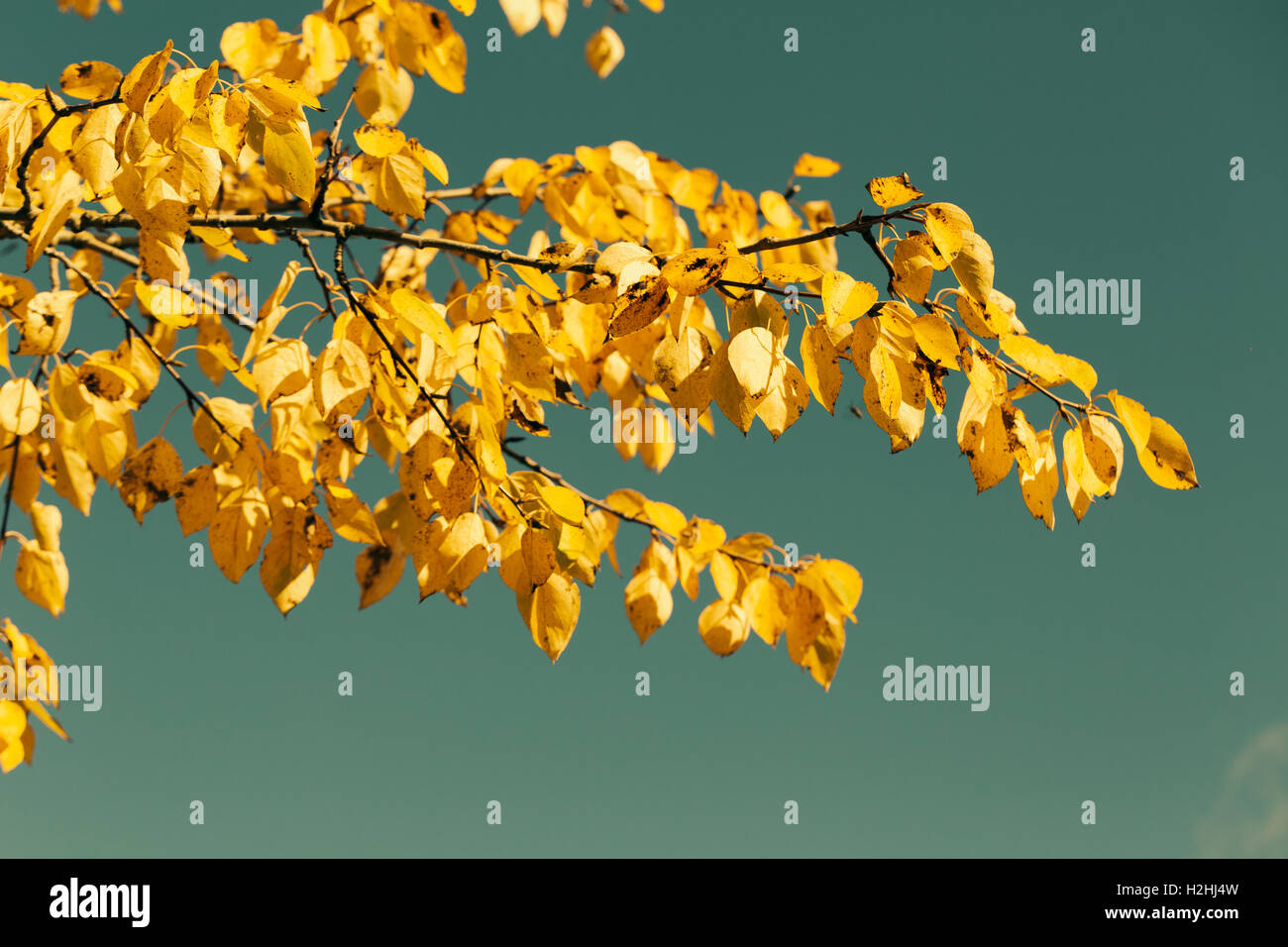 Foglie di autunno contro il cielo blu Foto Stock