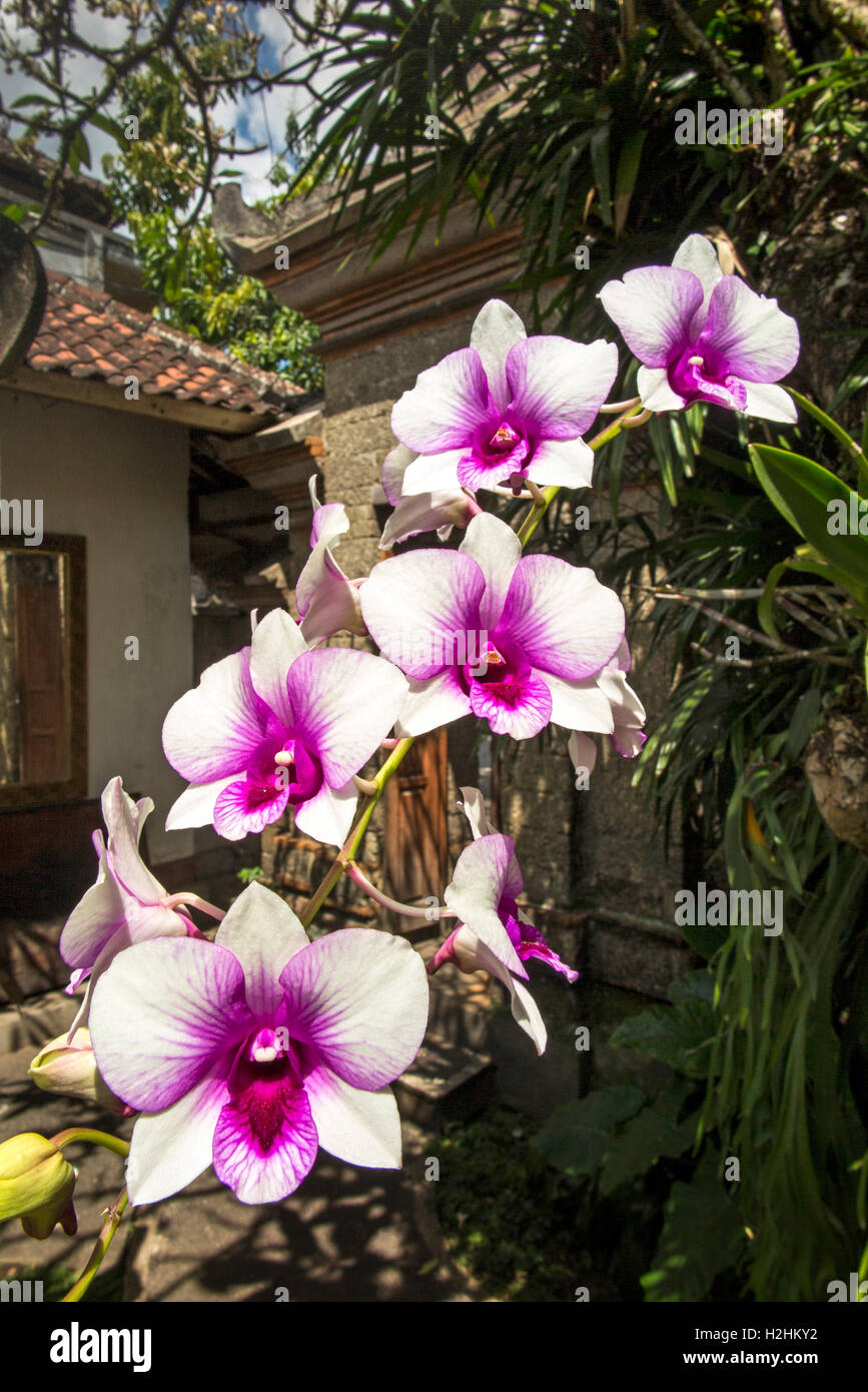 Indonesia, Bali, Mas, orchidee crescere al di fuori di casa Foto Stock