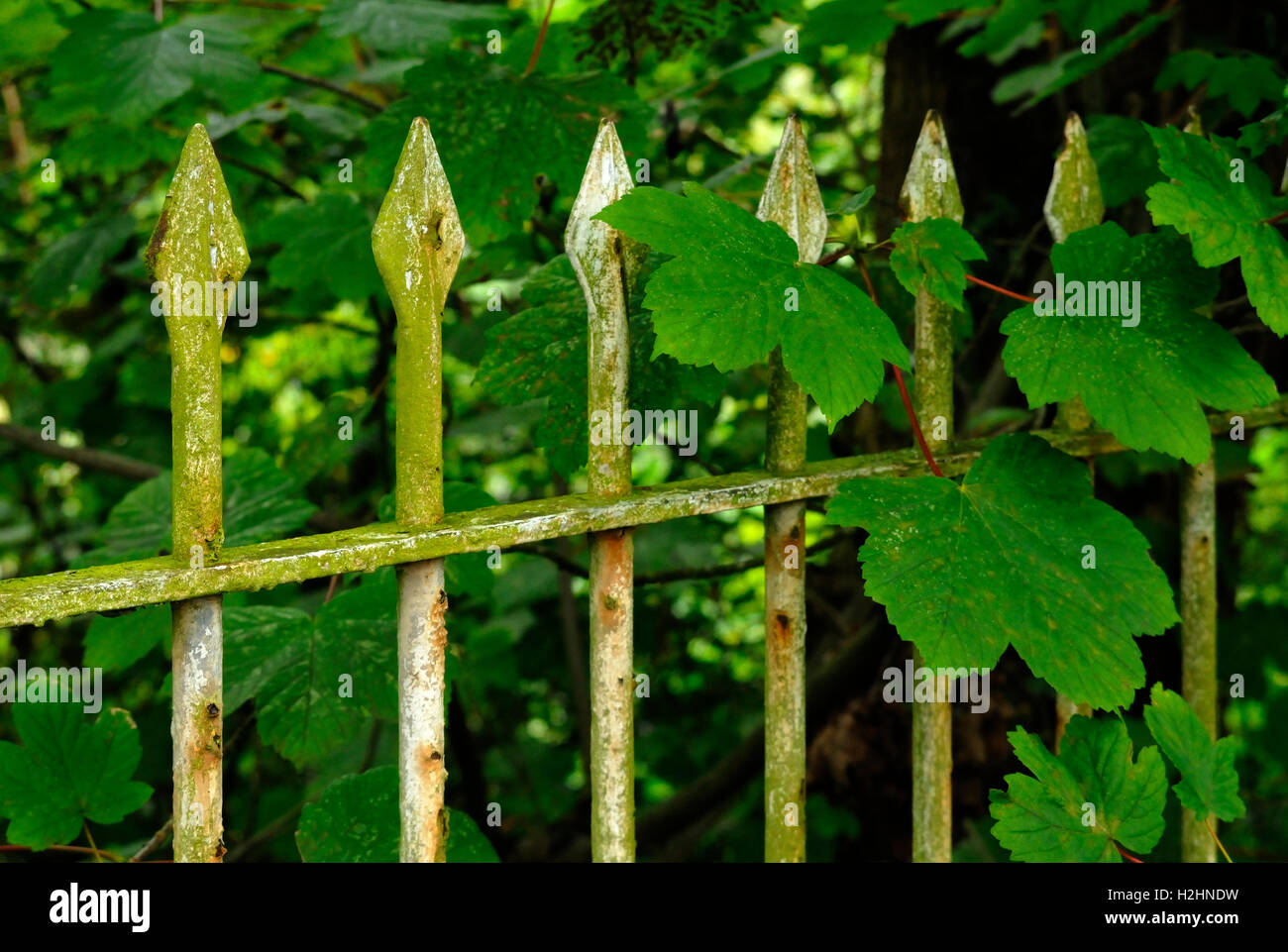 vecchia ringhiera Foto Stock