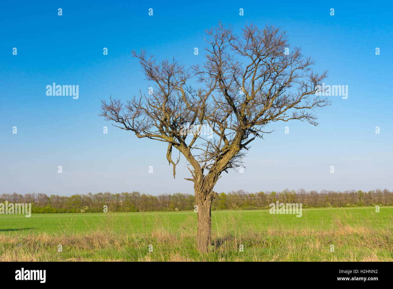 Lonely acacia contro blu cielo privo di nuvole a inizio stagione Primavera in Ucraina Foto Stock