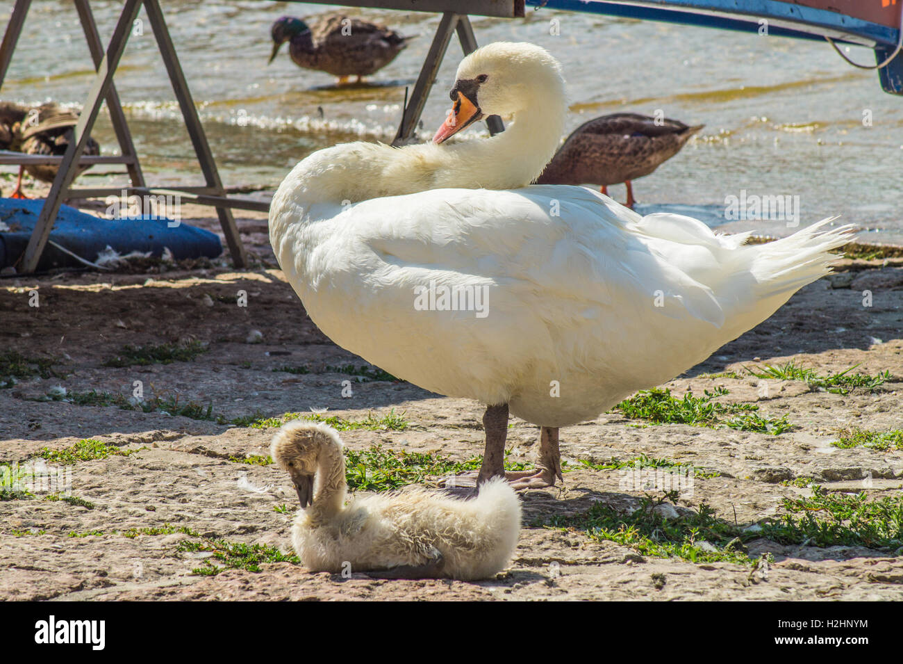 Una madre Swan il suo insegnamento Cygnet come sposo Foto Stock
