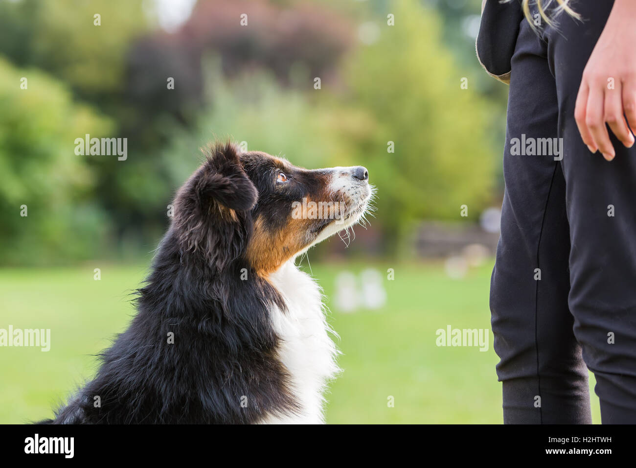 Due pastore australiano cani in attesa nella parte anteriore di una ragazza per un trattamento Foto Stock