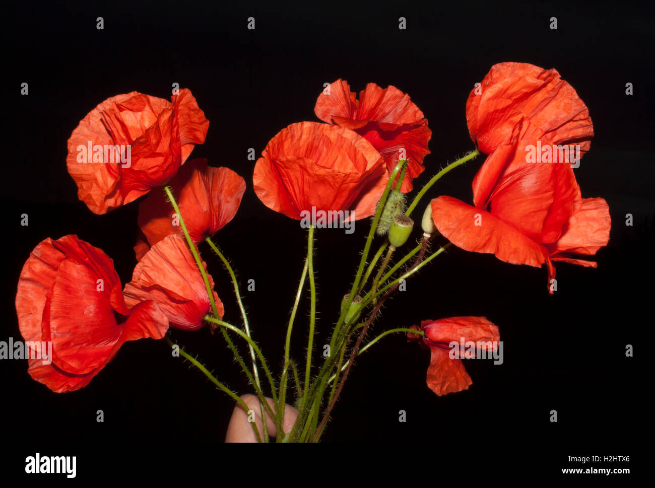 Bouquet di papaveri rossi su sfondo scuro Foto Stock