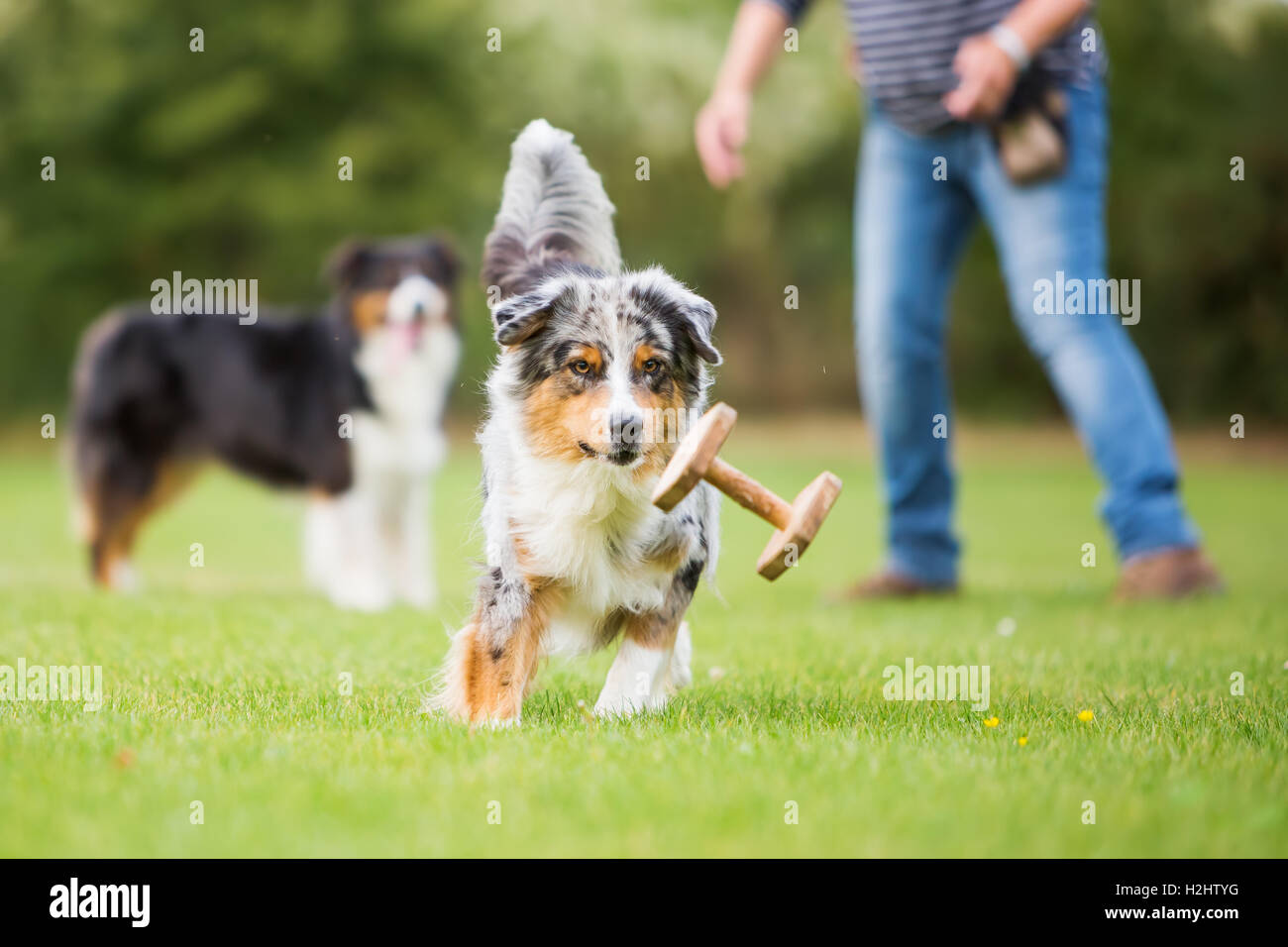 La foto di un pastore australiano cane che corre per un giocattolo Foto Stock