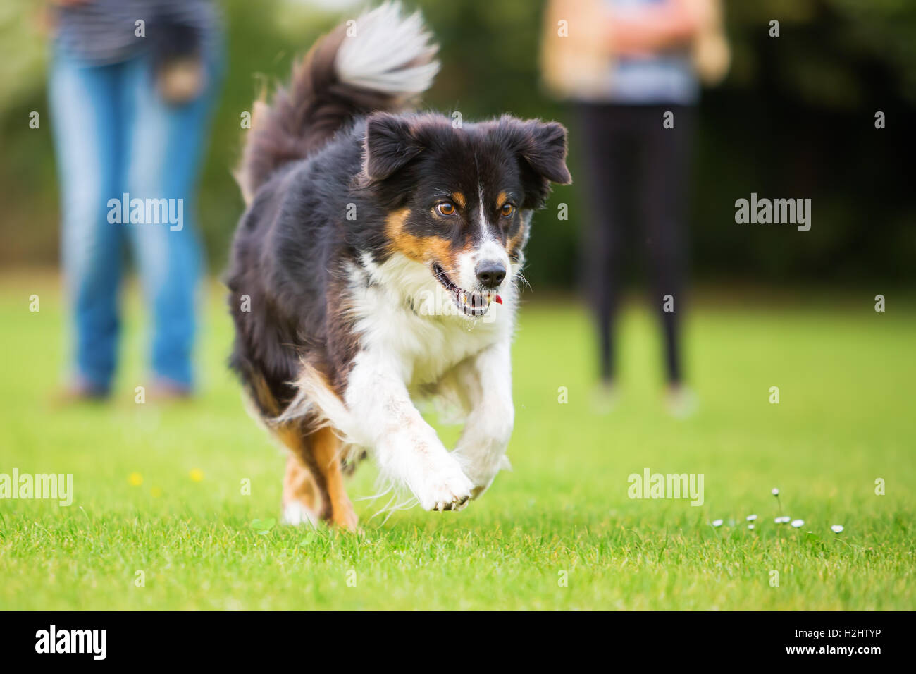 La foto di un pastore australiano cane che corre sul prato Foto Stock