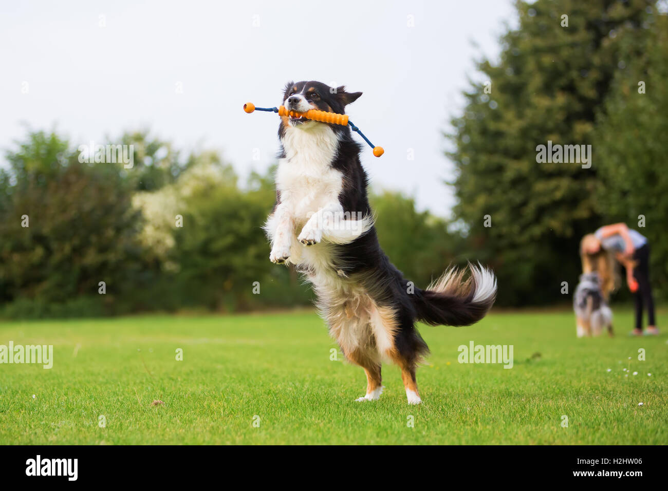 La foto di un pastore australiano cane salto per un giocattolo Foto Stock