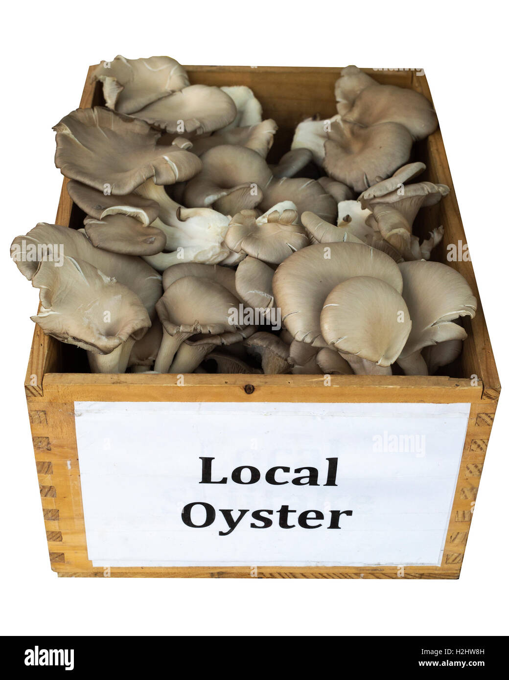 Funghi ostriche locali freschi presso il mercato agricolo di Hillhurst Sunnyside Foto Stock