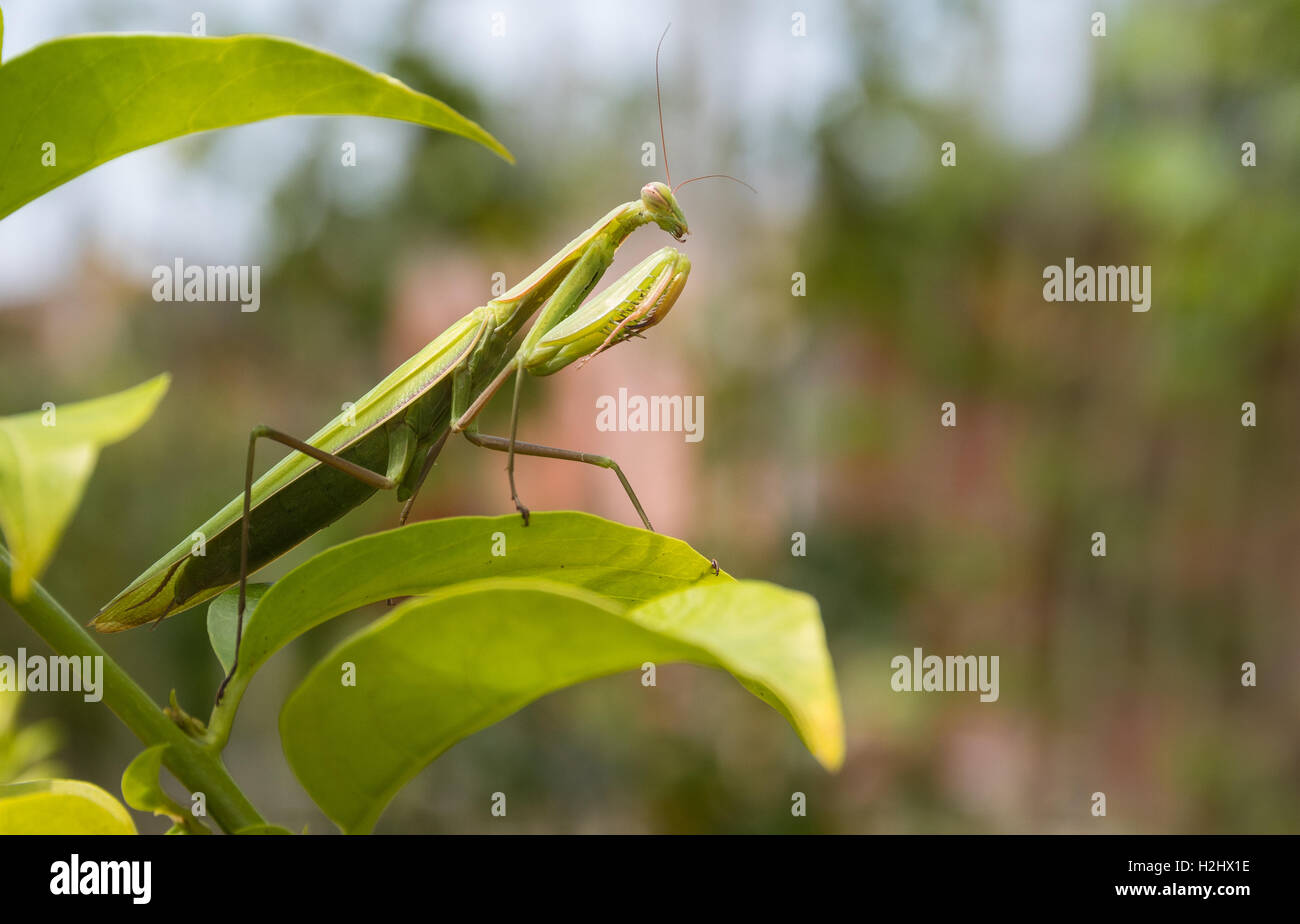 Verde Mantide Religiosa mantide religiosa, seduta su una foglia nella sua tipica posa, in attesa di insetti per la loro cattura. Esterno di Eur Foto Stock