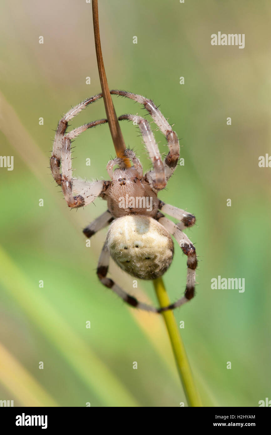 Giardino Spider, Araneus diadematus, singolo femmina adulta in appoggio sul gambo di erba, Lea Valley, Essex, Regno Unito Foto Stock