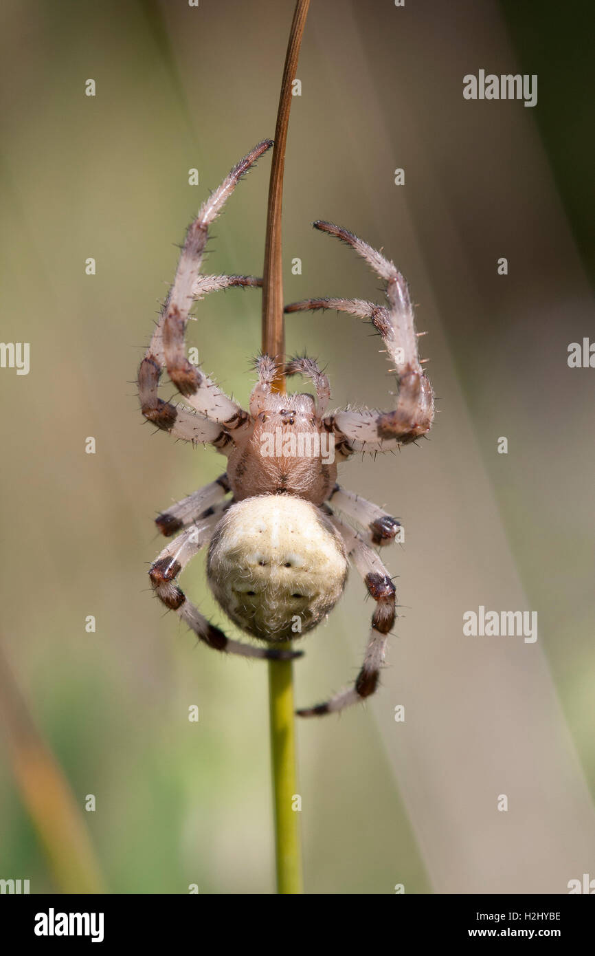 Giardino Spider, Araneus diadematus, singolo femmina adulta in appoggio sul gambo di erba, Lea Valley, Essex, Regno Unito Foto Stock