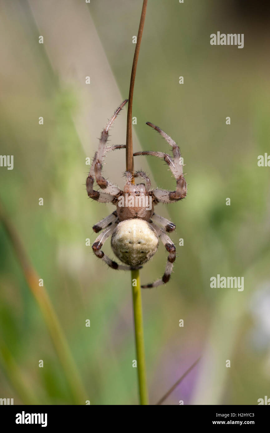 Giardino Spider,Araneus diadematus, singolo femmina adulta in appoggio sul gambo di erba, Lea Valley, Essex, Regno Unito Foto Stock