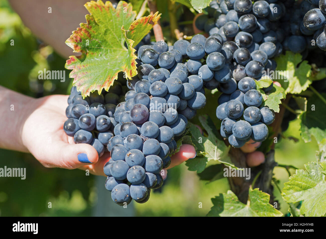 Mano che tiene fresco Rosso a Grappolo di uva in vigna. Vigneti in autunno. Foto Stock