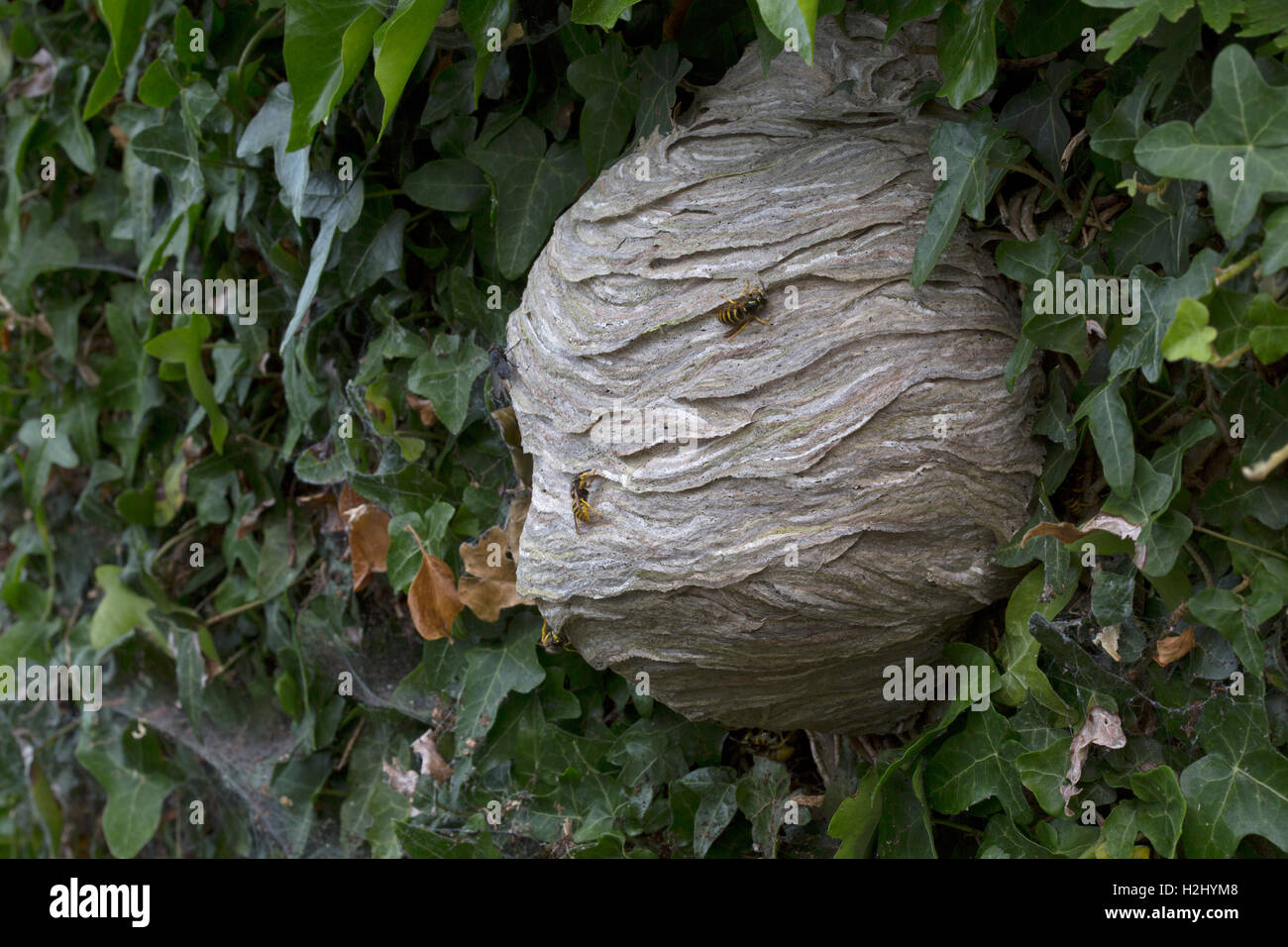 Comune di vespe, Vespula vulgaris, costruire il nido in Ivy Bush, Worcestershire, Regno Unito. Foto Stock