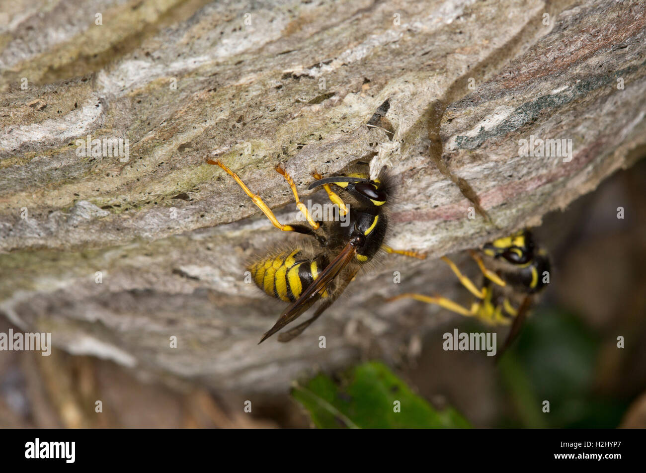 Comune di vespe, Vespula vulgaris, due lavoratori adulti edificio nido, Worcestershire, Regno Unito. Foto Stock