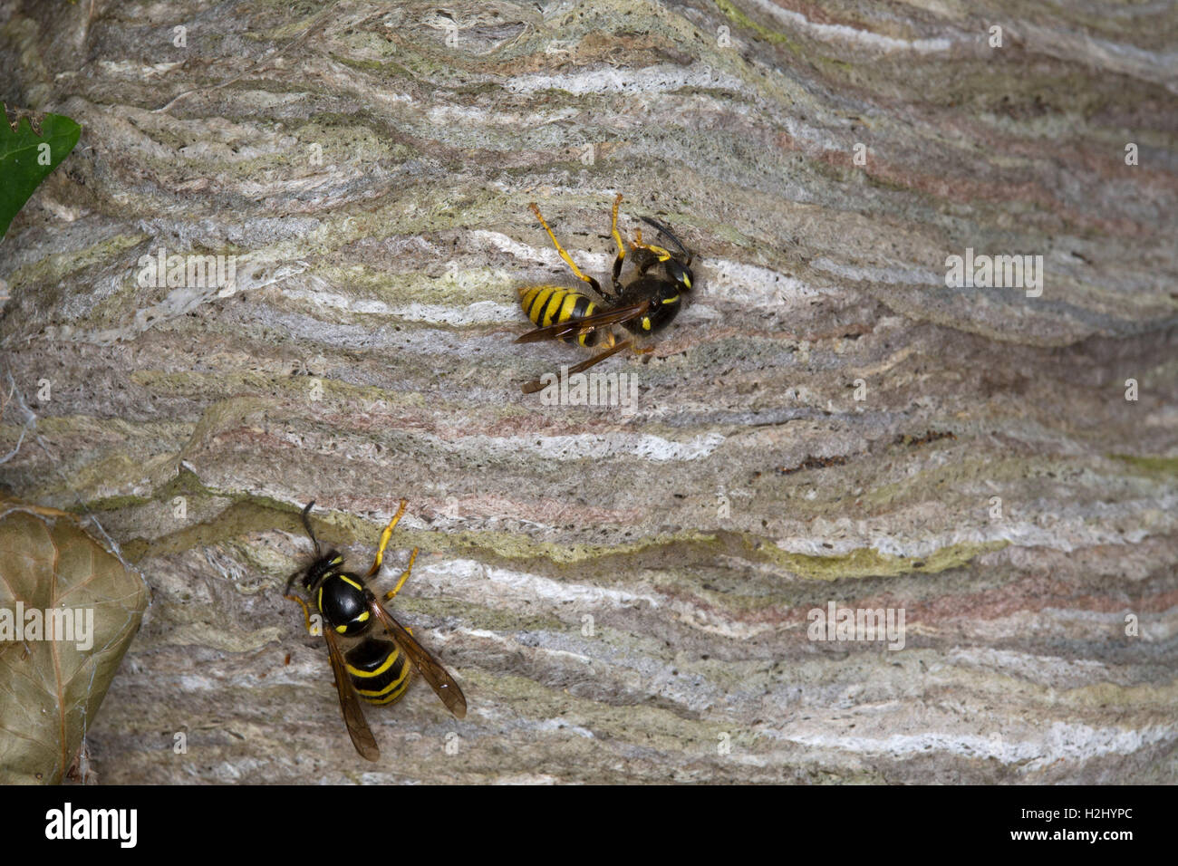 Comune di vespe, Vespula vulgaris, due lavoratori adulti edificio nido, Worcestershire, Regno Unito. Foto Stock