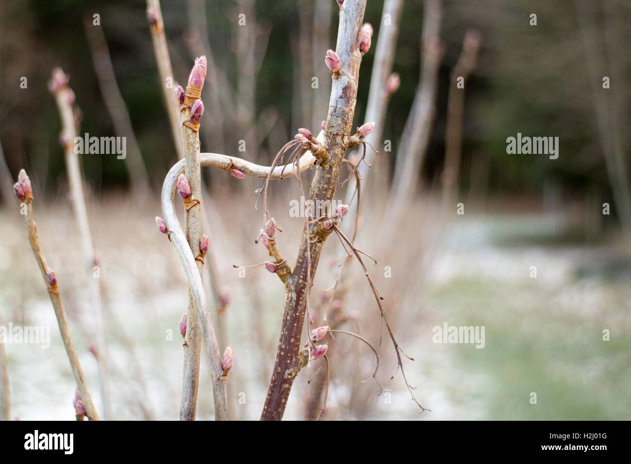Inizio della primavera gemme delle piante di mirtillo americano sull'Isola di Vancouver, Canada Foto Stock
