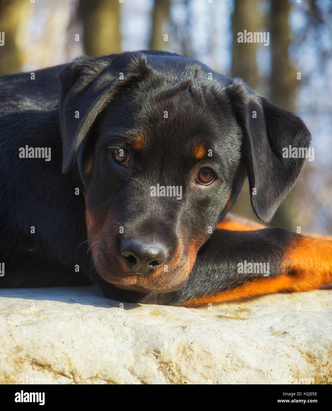 Ritratto di giovane adorabile cucciolo di rotweiler all'aperto Foto Stock