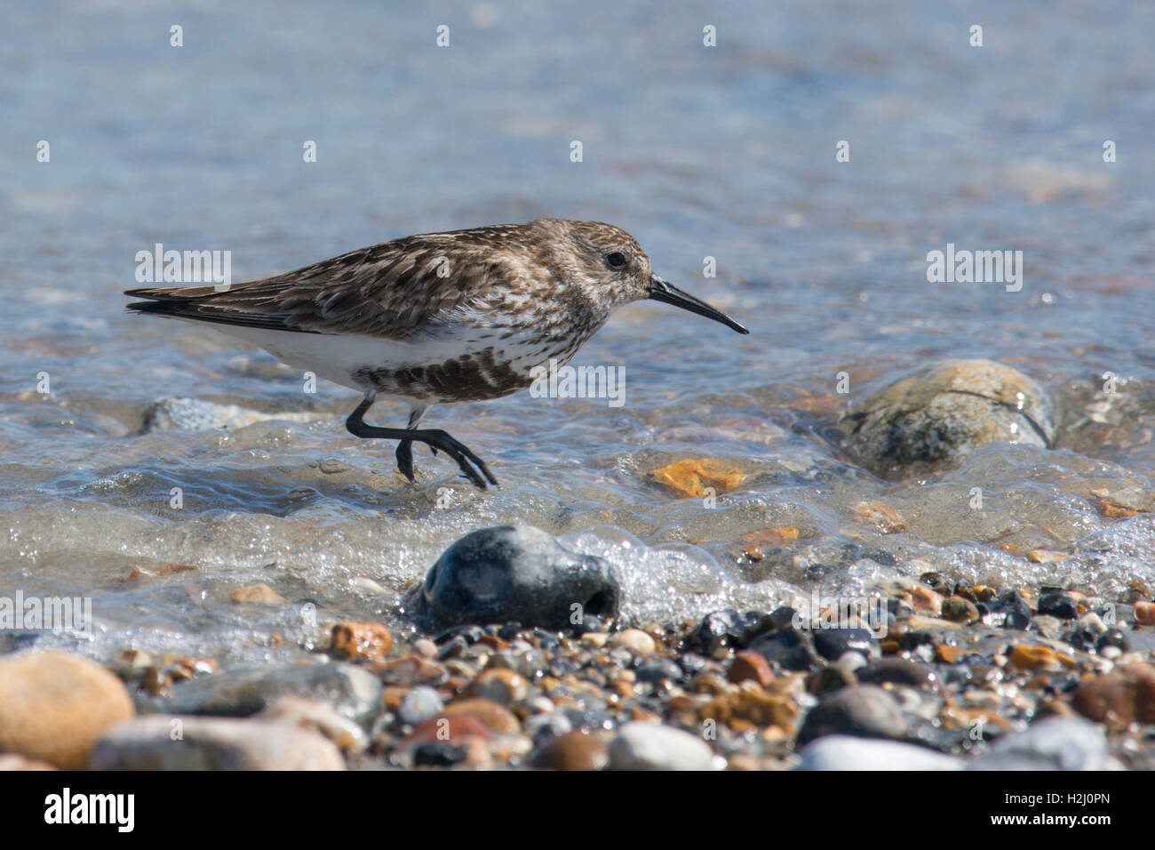 Dunlin, Calidris alpina. alimentazione su shorline sulla ghiaia spit a Pagahm Harbour, Sussex. Regno Unito. Agosto Foto Stock