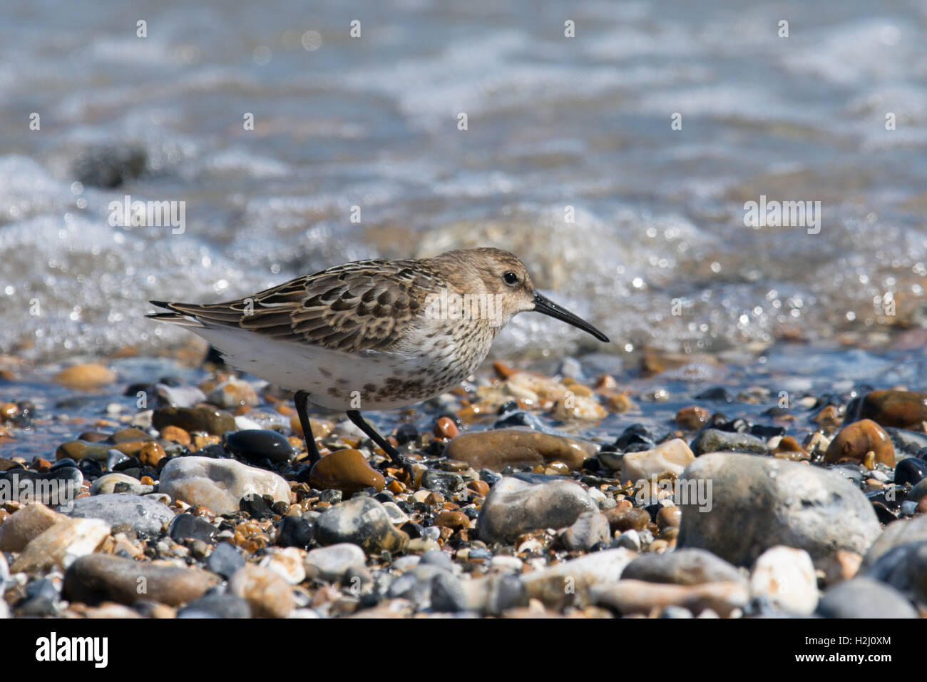 Dunlin, Calidris alpina. alimentazione su shorline sulla ghiaia spit a Pagahm Harbour, Sussex. Regno Unito. Agosto Foto Stock