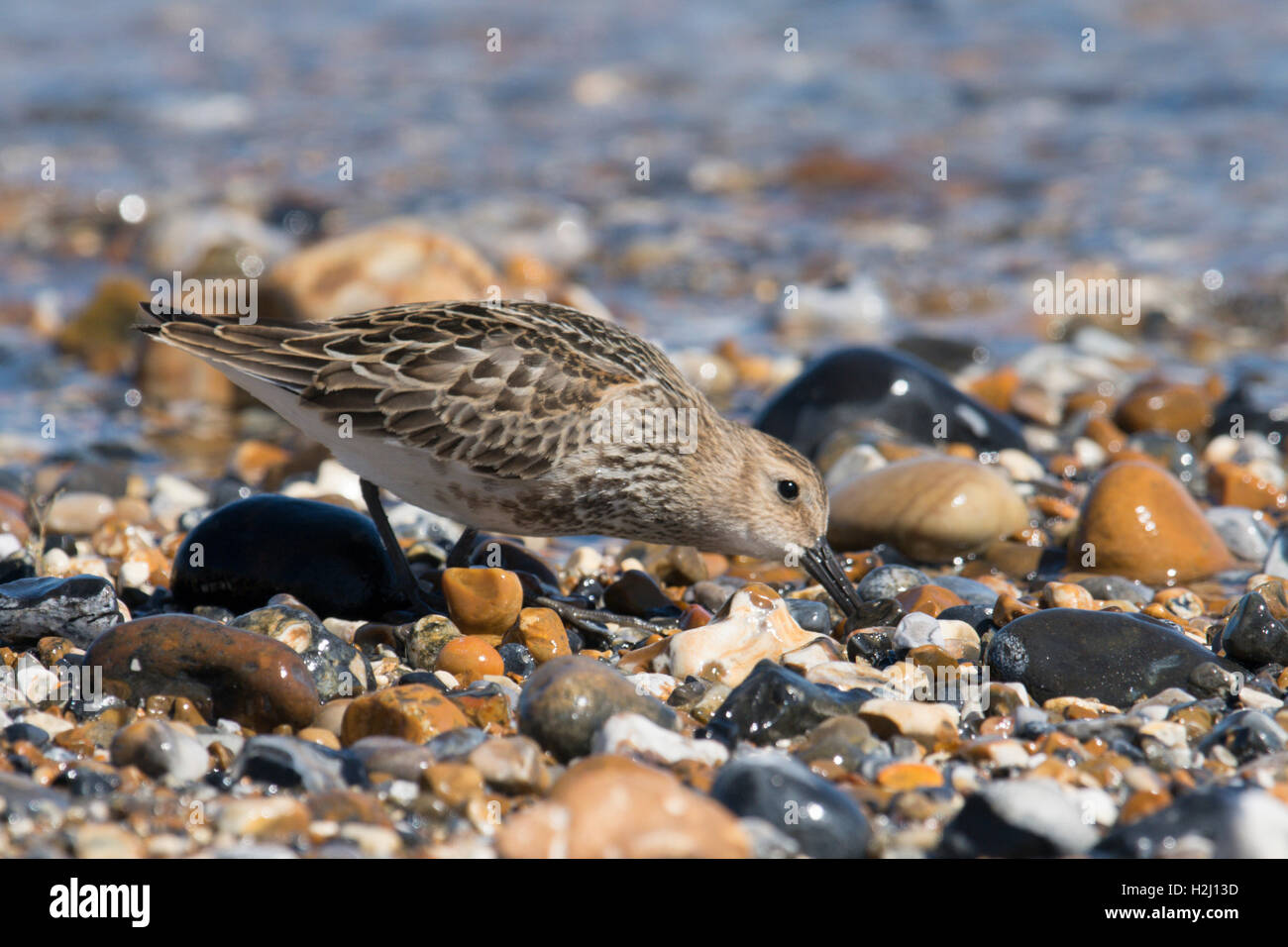 Dunlin, Calidris alpina. alimentazione su shorline sulla ghiaia spit a Pagahm Harbour, Sussex. Regno Unito. Agosto Foto Stock
