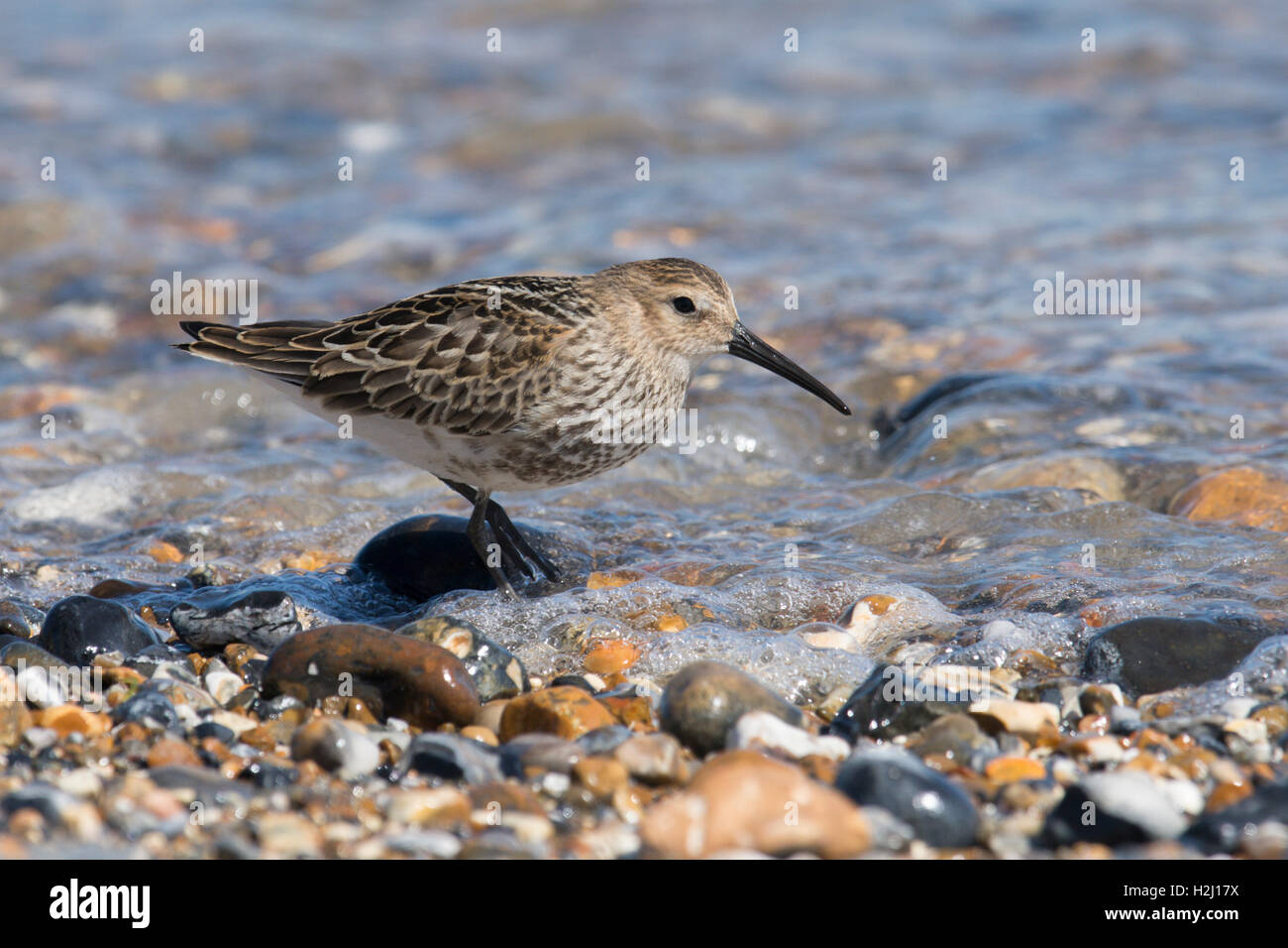 Dunlin, Calidris alpina. alimentazione su shorline sulla ghiaia spit a Pagahm Harbour, Sussex. Regno Unito. Agosto Foto Stock