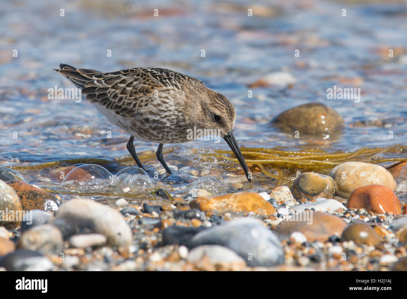 Dunlin, Calidris alpina. alimentazione su shorline sulla ghiaia spit a Pagahm Harbour, Sussex. Regno Unito. Agosto Foto Stock