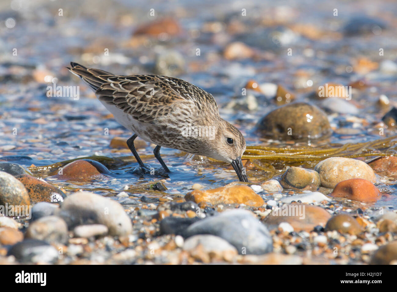 Dunlin, Calidris alpina. alimentazione su shorline sulla ghiaia spit a Pagahm Harbour, Sussex. Regno Unito. Agosto Foto Stock