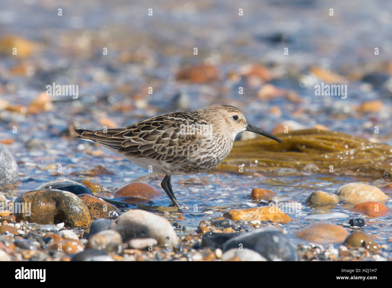 Dunlin, Calidris alpina. alimentazione su shorline sulla ghiaia spit a Pagahm Harbour, Sussex. Regno Unito. Agosto Foto Stock