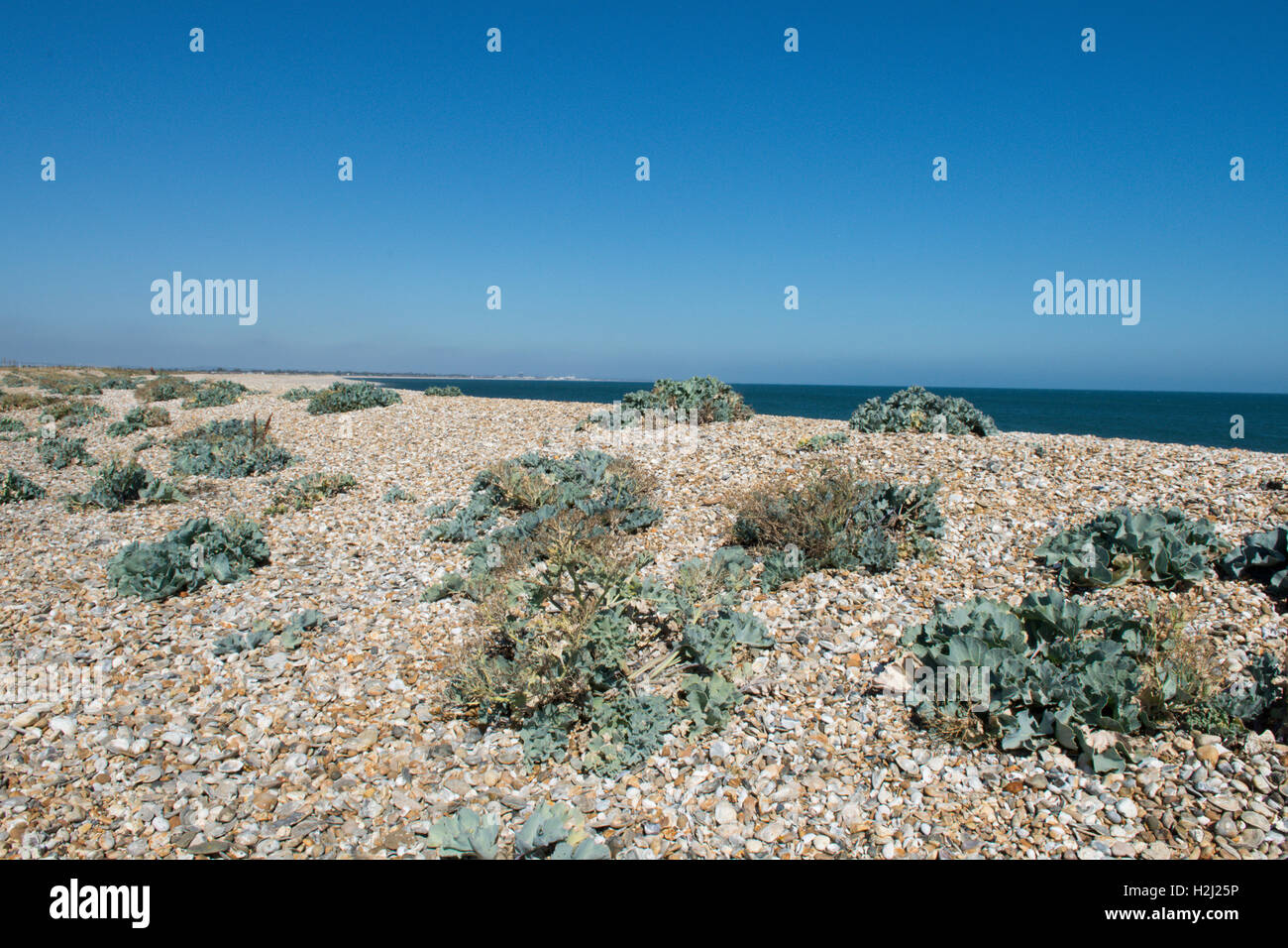 Sea-kale, Crambe maritima crescente sul porto Pagham shingle spit. Agosto. Sussex. Regno Unito. Vista sul mare Foto Stock