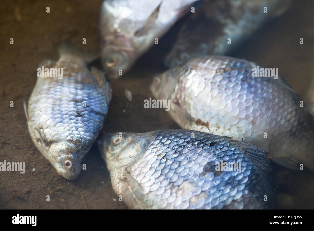 I pesci morti in stagno inquinato/fiume o lago Foto Stock