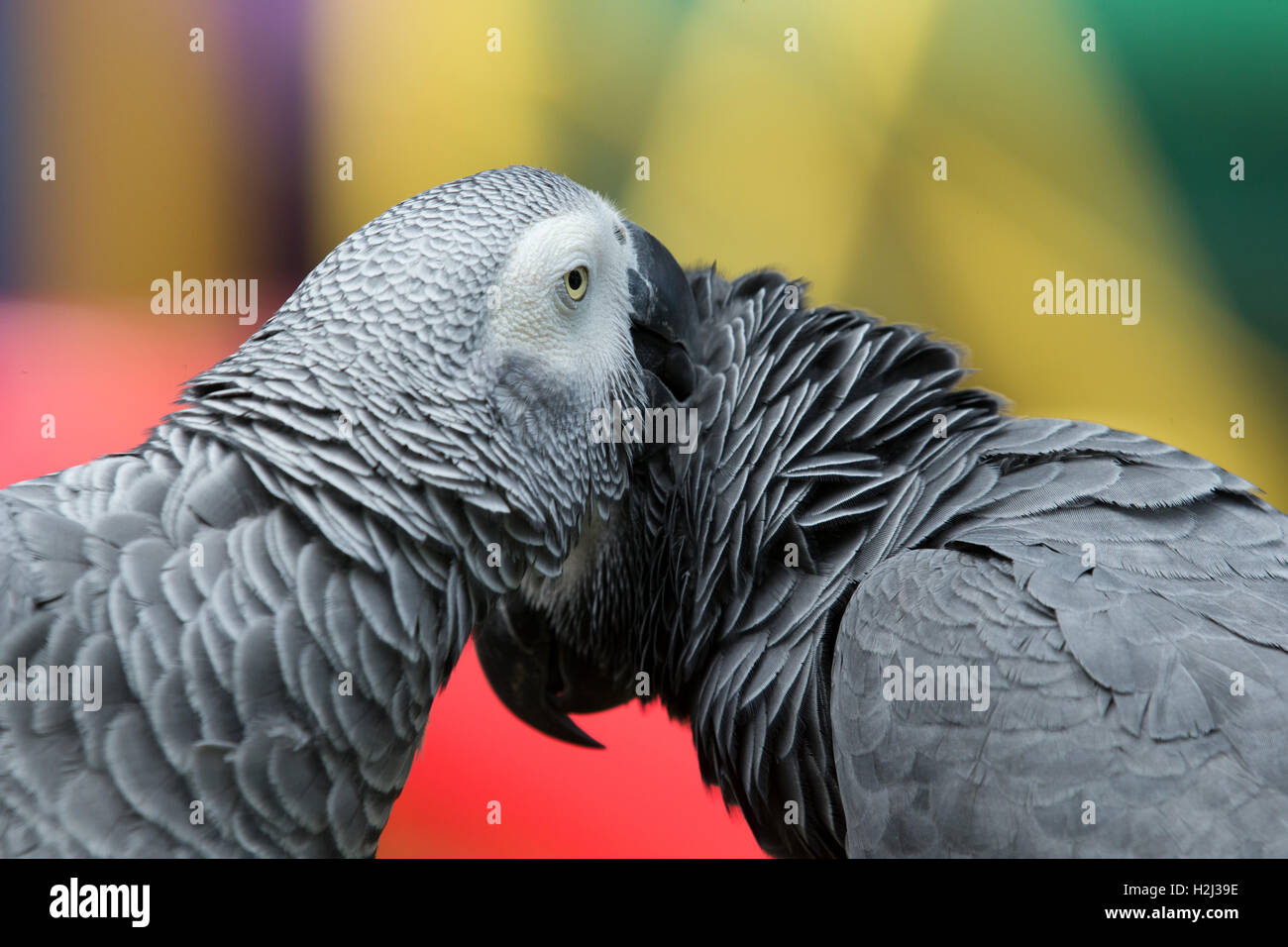 uccello del pappagallo Foto Stock