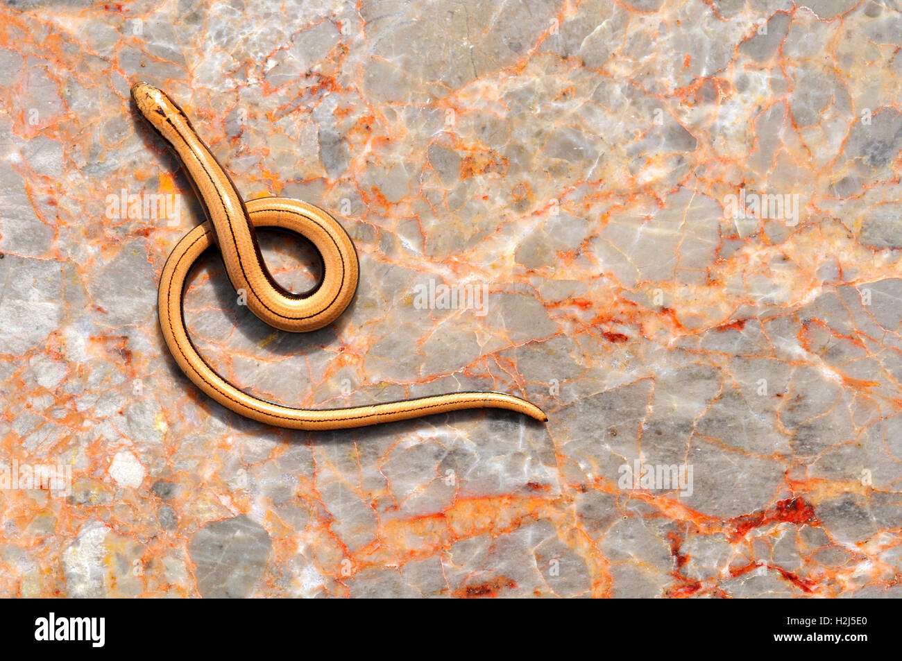 Slow-worm Anguis fragilis Foto Stock