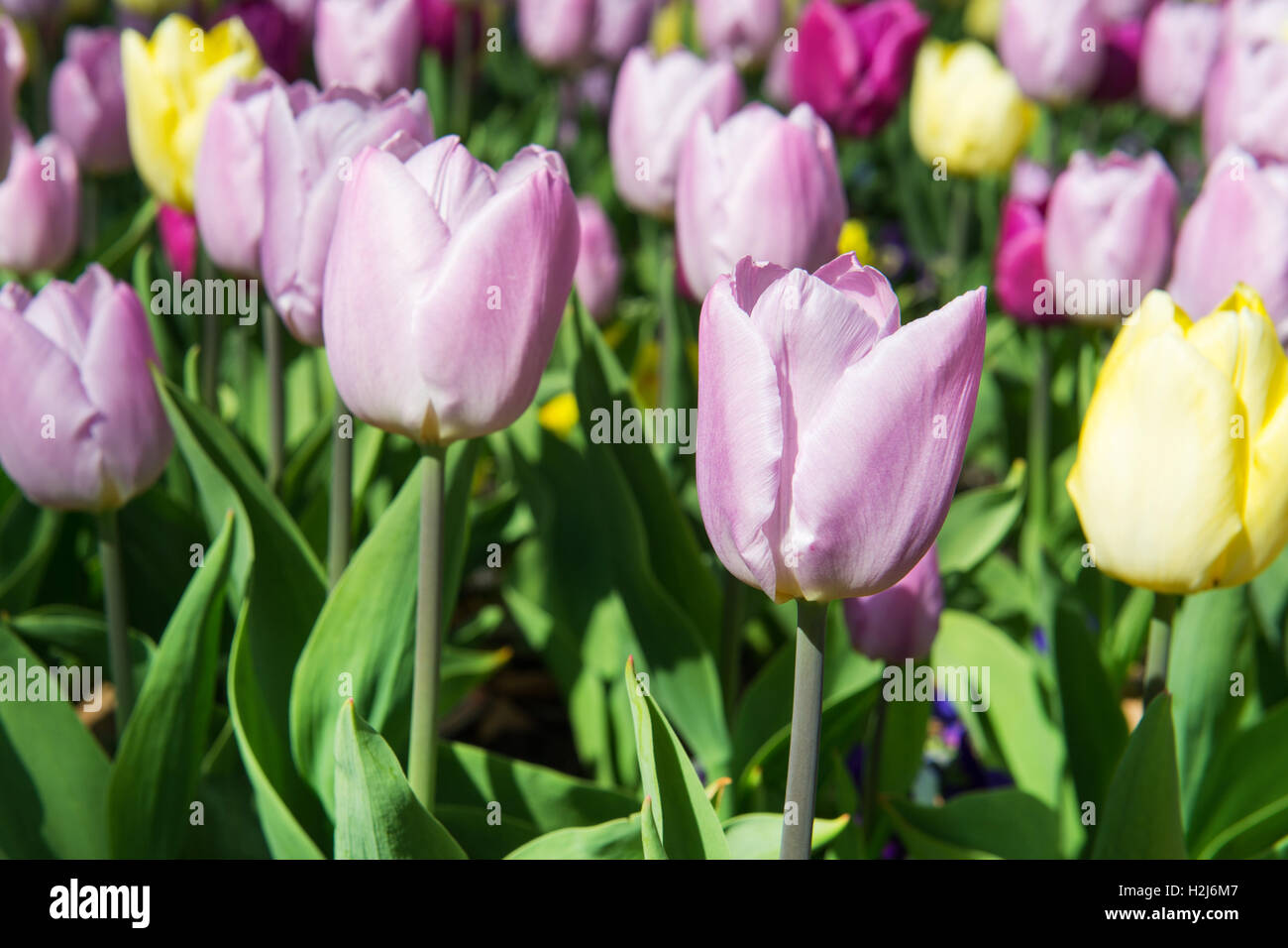 Viola e tulipani gialli Foto Stock