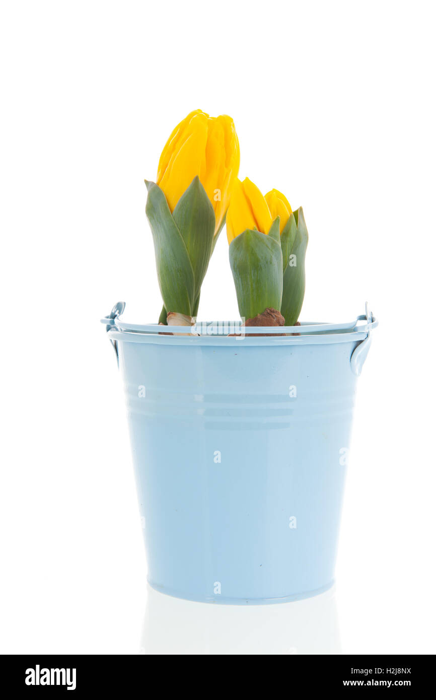 Tulipani gialli in primavera Foto Stock