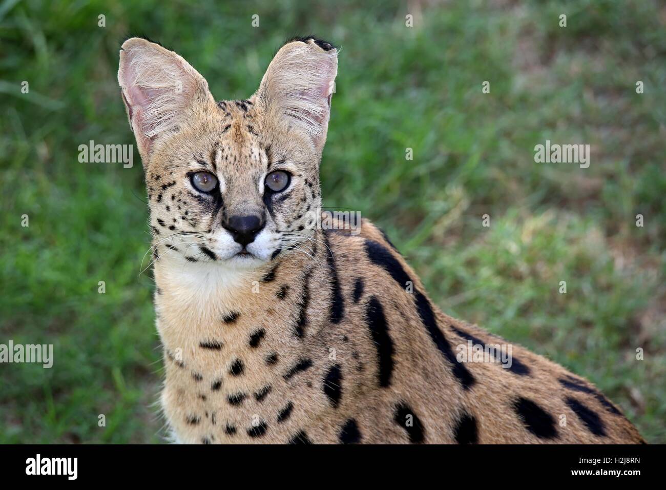 Gatto selvaggio del Serval Foto Stock