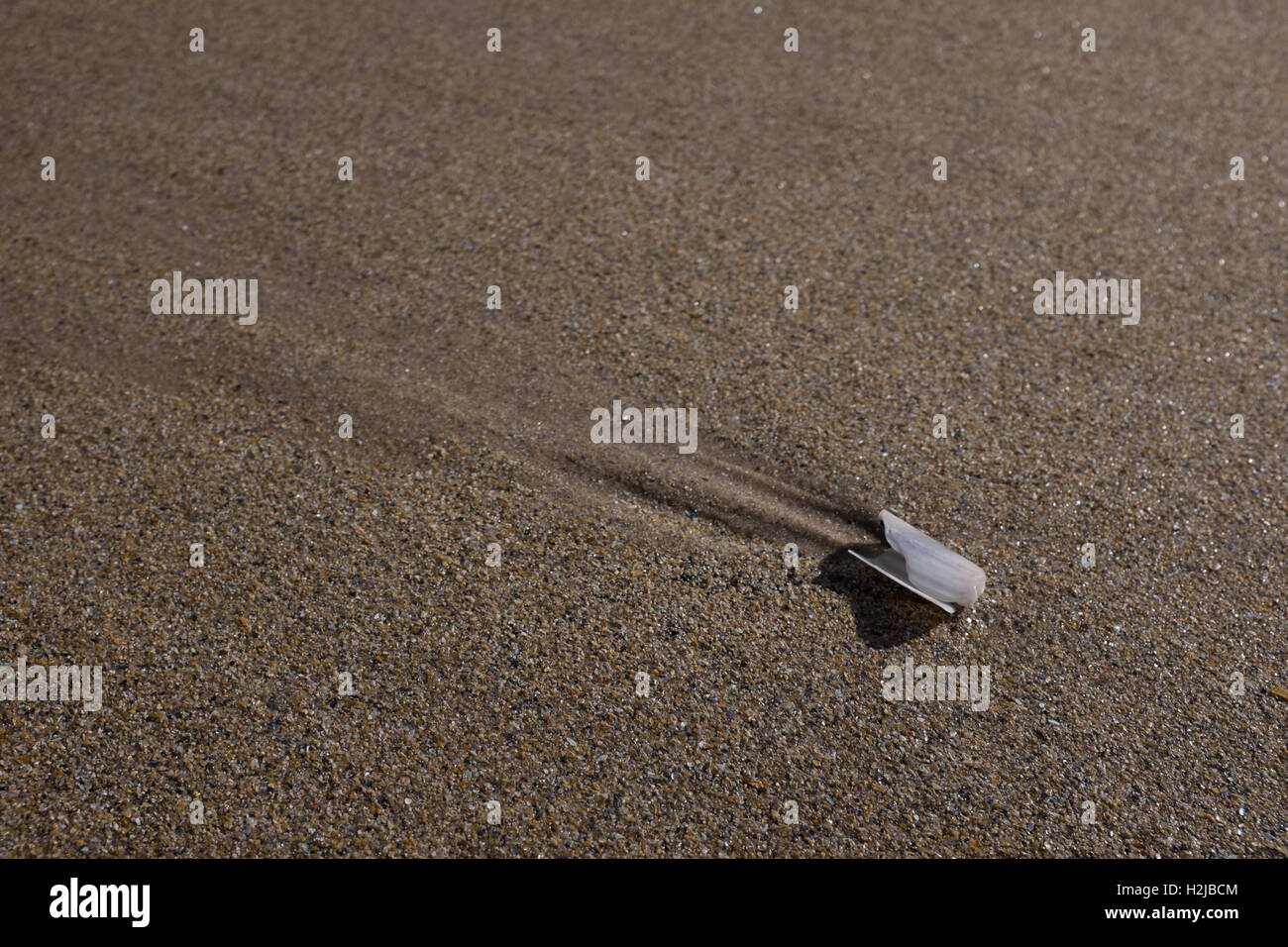 Marchi in sabbia realizzati dalla marea sfuggente che corre intorno a un guscio di rasoio Foto Stock