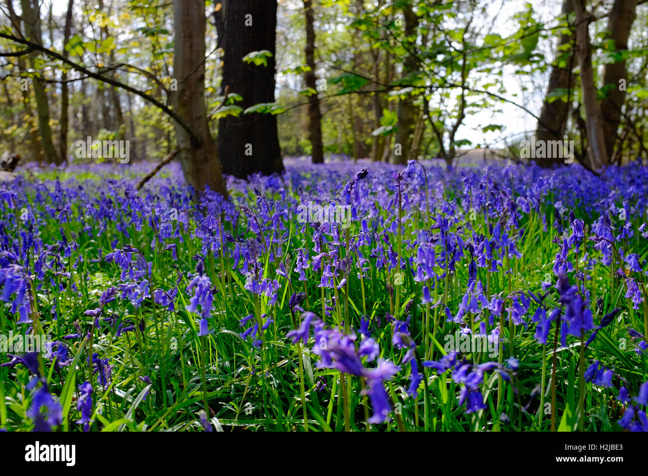 Bluebells comune nei boschi vicino a Bawtry, South Yorkshire, Inghilterra, Regno Unito Foto Stock