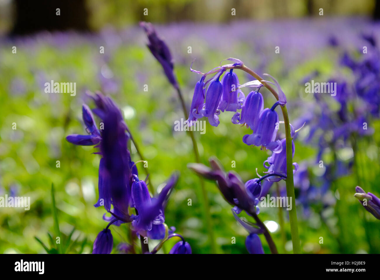 Bluebells comune nei boschi vicino a Bawtry, South Yorkshire, Inghilterra, Regno Unito Foto Stock